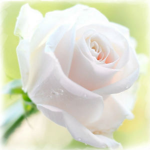 Feerie Rose