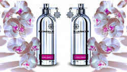 Montale aoud