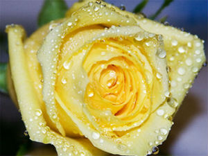 Rose Essentielle