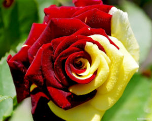 rose